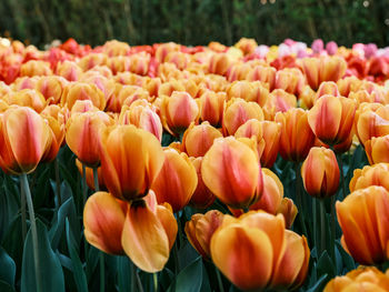 Close-up of yellow tulips