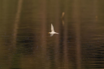 Seagull flying over lake