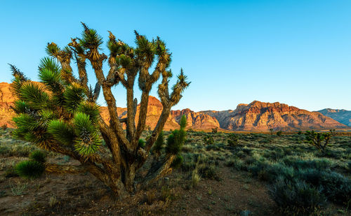 Plants growing on land against clear blue sky