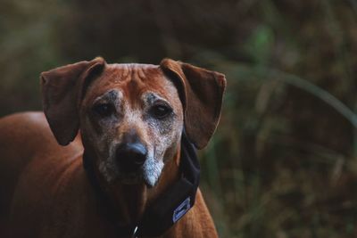 Close-up portrait of dog against blurred background