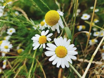 Close-up of white daisy flowers