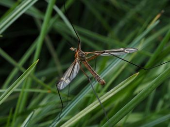 Close-up of dragonfly on grass