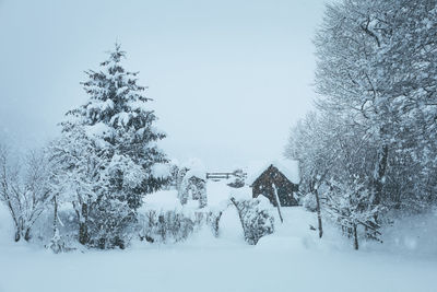 Trees on snow covered field against sky