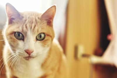 Close-up portrait of cat