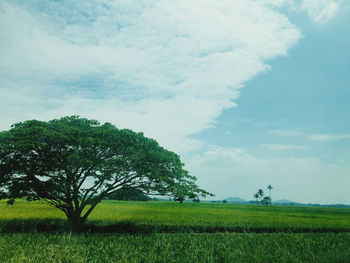 Trees on field against sky