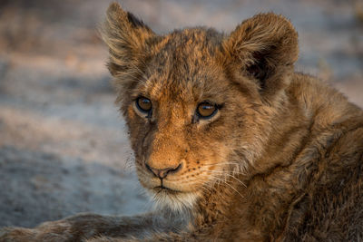 Close-up portrait of lion relaxing outdoors