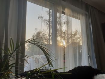 Plants seen through glass window