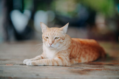 Portrait of tabby cat