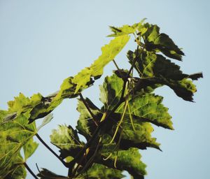 Low angle view of plant against clear sky