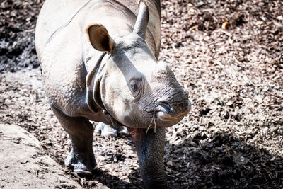 High angle view of rhinoceros on field