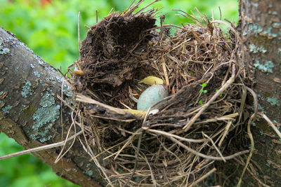 Close-up of bird in nest