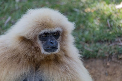 Close-up portrait of a monkey
