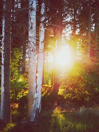 Sun shining through trees
