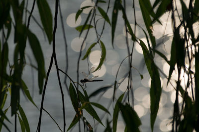 Close-up of lizard on plants against lake