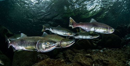 Fish swimming in sea