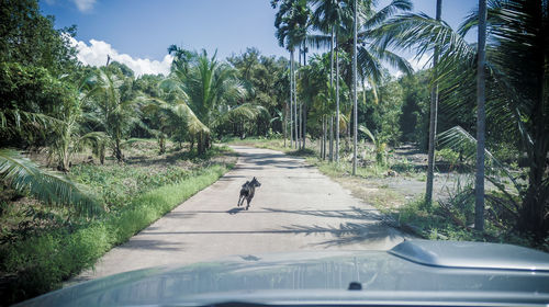 Road amidst field seen through car windshield