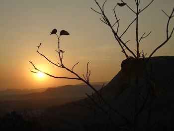 Silhouette of bird at sunset