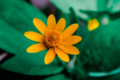 Close-up of yellow flower