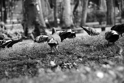 View of birds on land