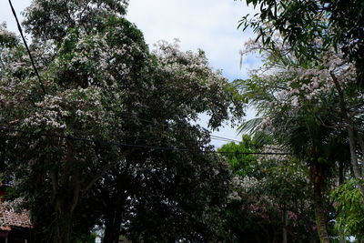 Low angle view of trees against sky