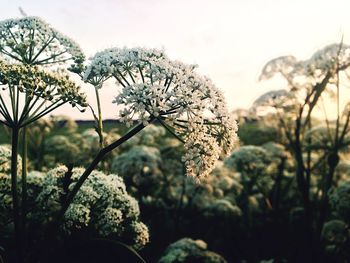 Close-up of cow parsley blooming outdoors
