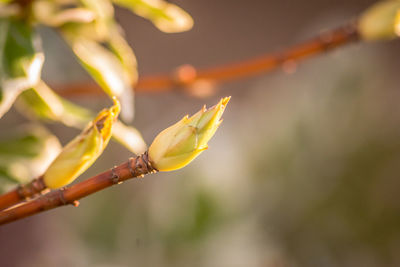 Close-up of buds