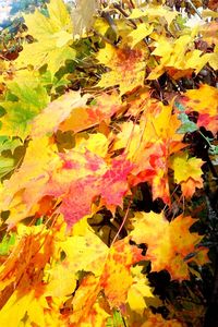 Close-up of yellow maple leaves