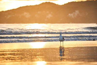 Seagull on beach during sunset