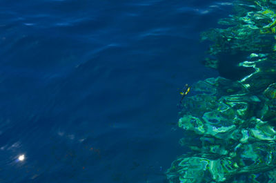 High angle view of jellyfish swimming in sea