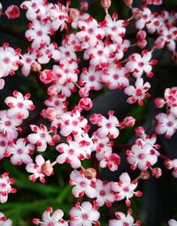 Close-up view of flowers