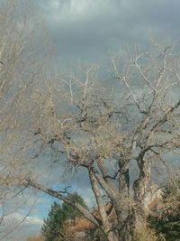 Close-up of bare tree