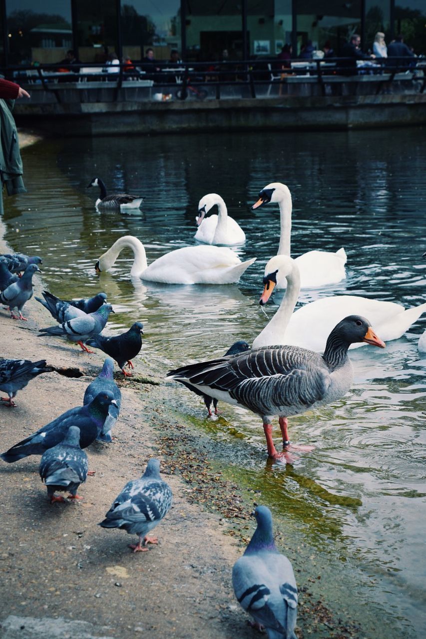 bird, animal themes, animals in the wild, water, wildlife, lake, flock of birds, duck, medium group of animals, swan, seagull, water bird, nature, reflection, togetherness, river, swimming, rippled, day