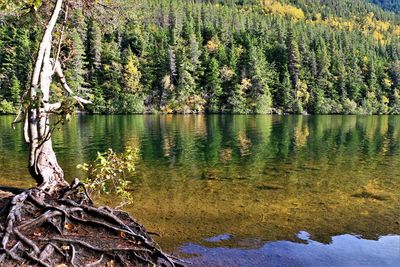 Scenic view of lake in forest