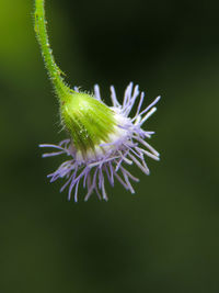 Close-up of flower against blurred background