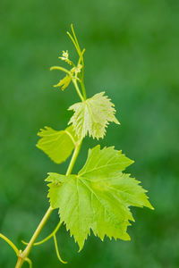 Close-up of yellow leaves