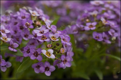 Close-up of purple flowering plants