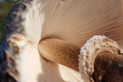 Close-up of bread