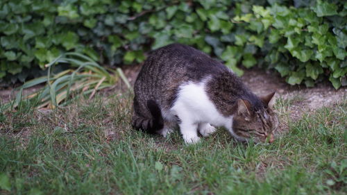 View of a cat lying on grass