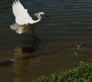 Gray heron in water