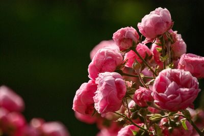 Close-up of pink roses