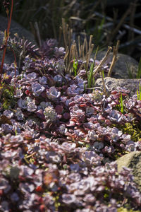 Close-up of flowers growing on tree