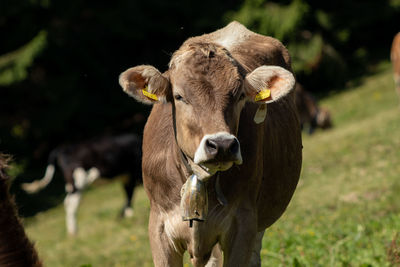 Portrait of cow on field