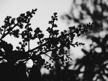 Low angle view of silhouette tree against sky