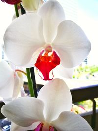 Close-up of white day lily blooming outdoors