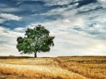 Tree on field against sky