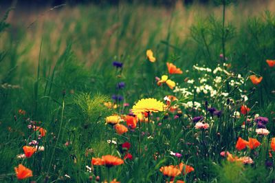Close-up of flowering plants on field