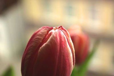 Close-up of red tulip