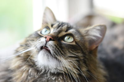 Close-up of cat looking up