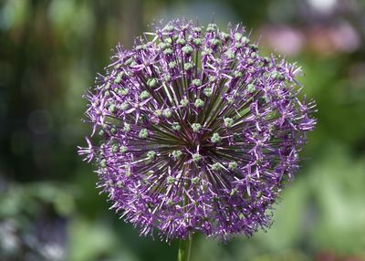 Close-up of purple flowering plant