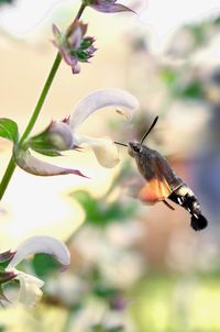 Close-up of butterfly pollinating on flower